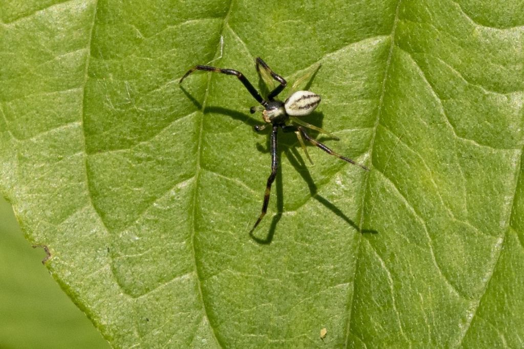 Thomisidae da identificare