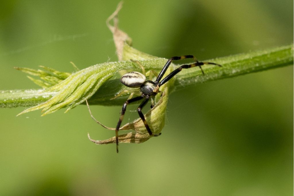 Thomisidae da identificare