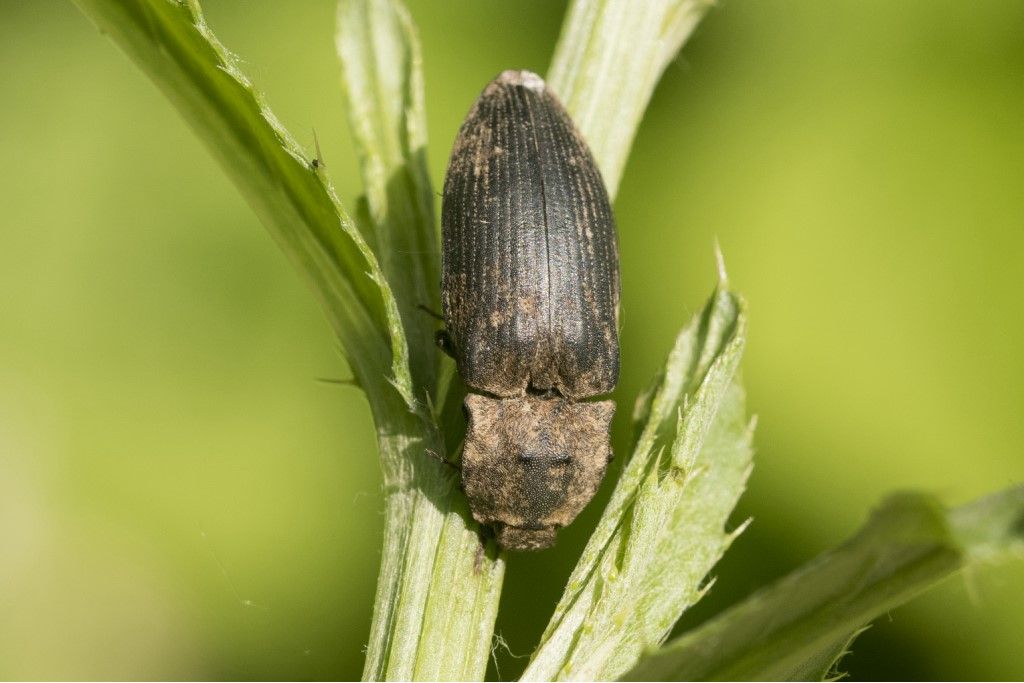 Elateridae: Agripnus murinus