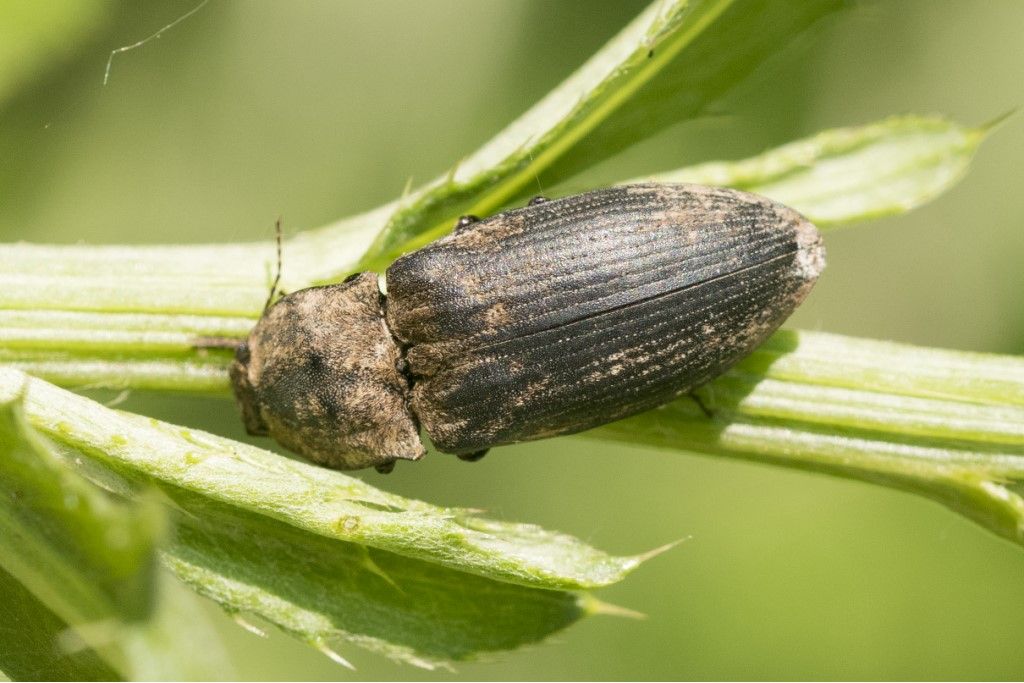 Elateridae: Agripnus murinus