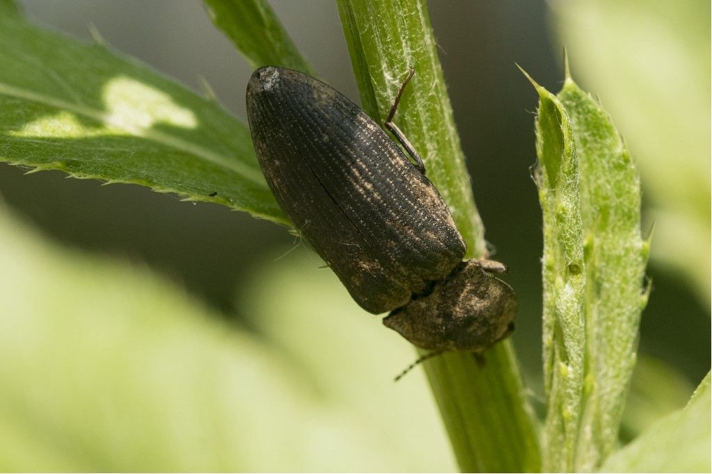 Elateridae: Agripnus murinus