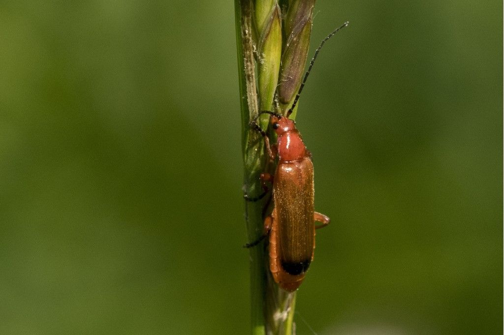 Rhagonycha fulva ?