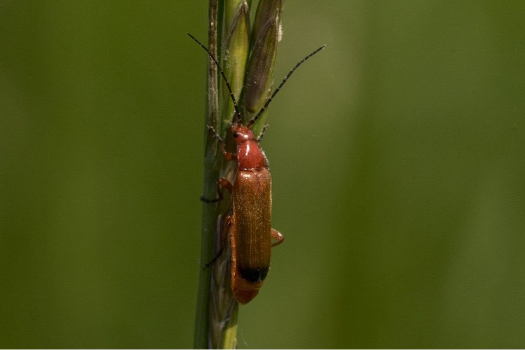 Rhagonycha fulva ?