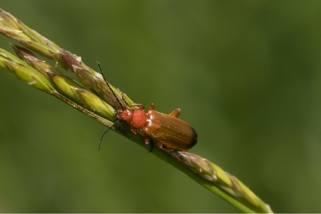 Rhagonycha fulva ?