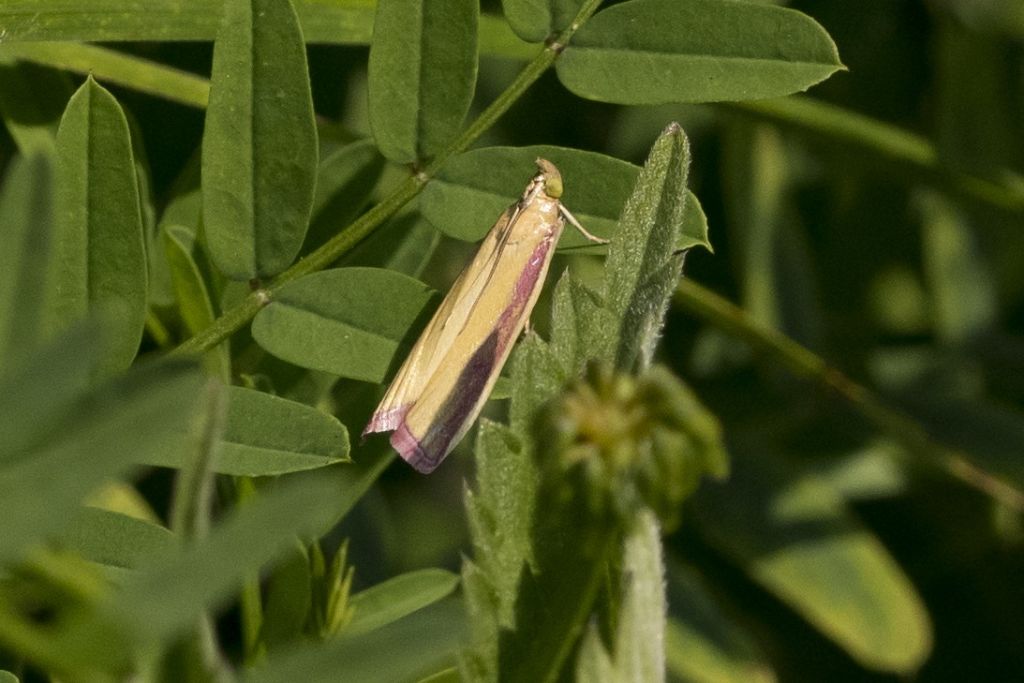 Farfallina (forsePyralidae) da identificare;  Oncocera semirubella