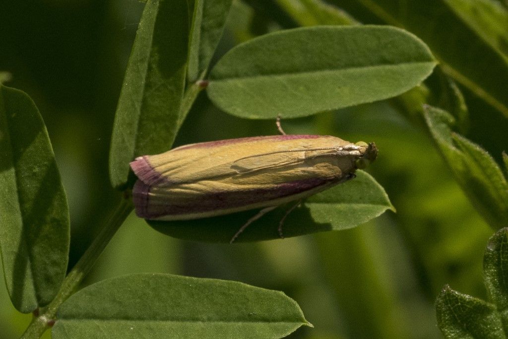 Farfallina (forsePyralidae) da identificare;  Oncocera semirubella