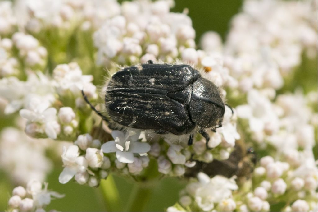 Cetoniidae: Tropinota squallida e Oxythyrea funesta.