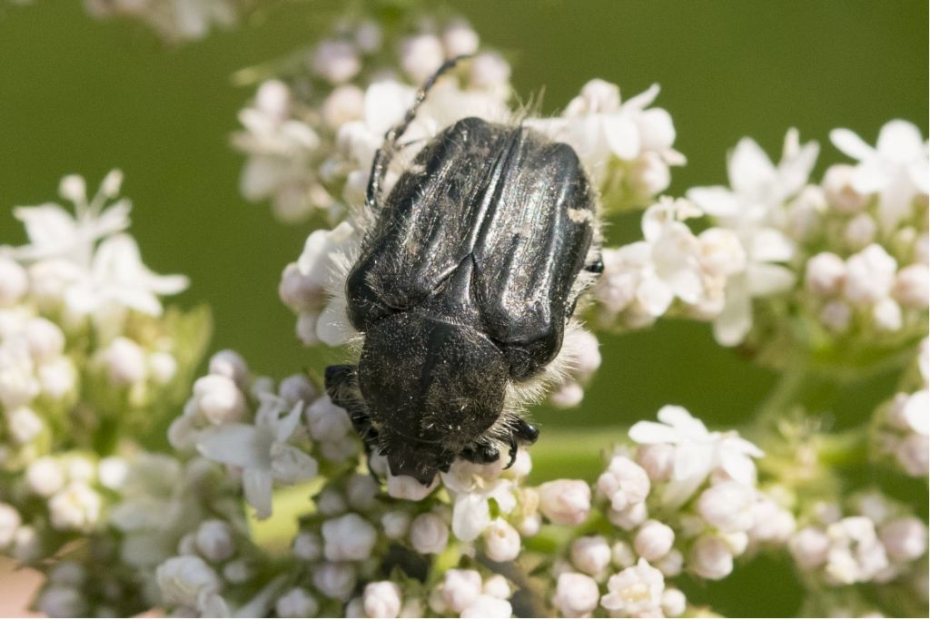 Cetoniidae: Tropinota squallida e Oxythyrea funesta.