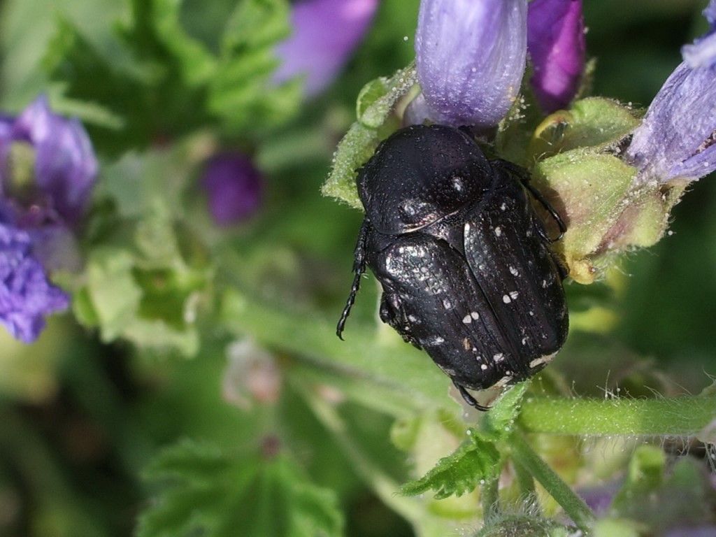 Cetoniidae: Tropinota squallida e Oxythyrea funesta.