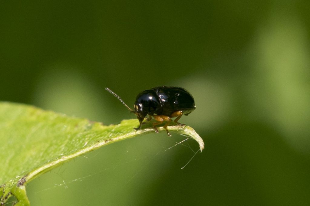 Chrysomelidae: Cryptocephalus ocellatus (cfr.)