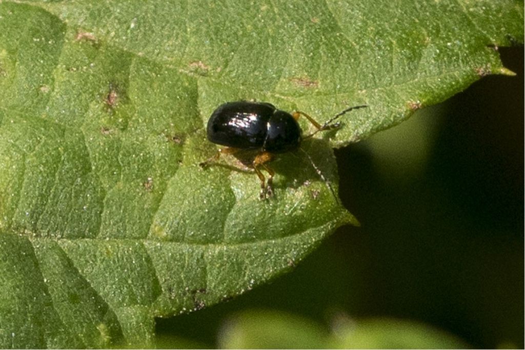 Chrysomelidae: Cryptocephalus ocellatus (cfr.)