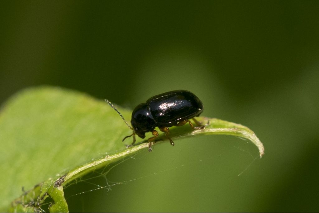 Chrysomelidae: Cryptocephalus ocellatus (cfr.)