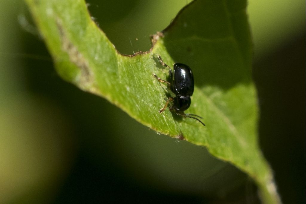 Chrysomelidae: Cryptocephalus ocellatus (cfr.)