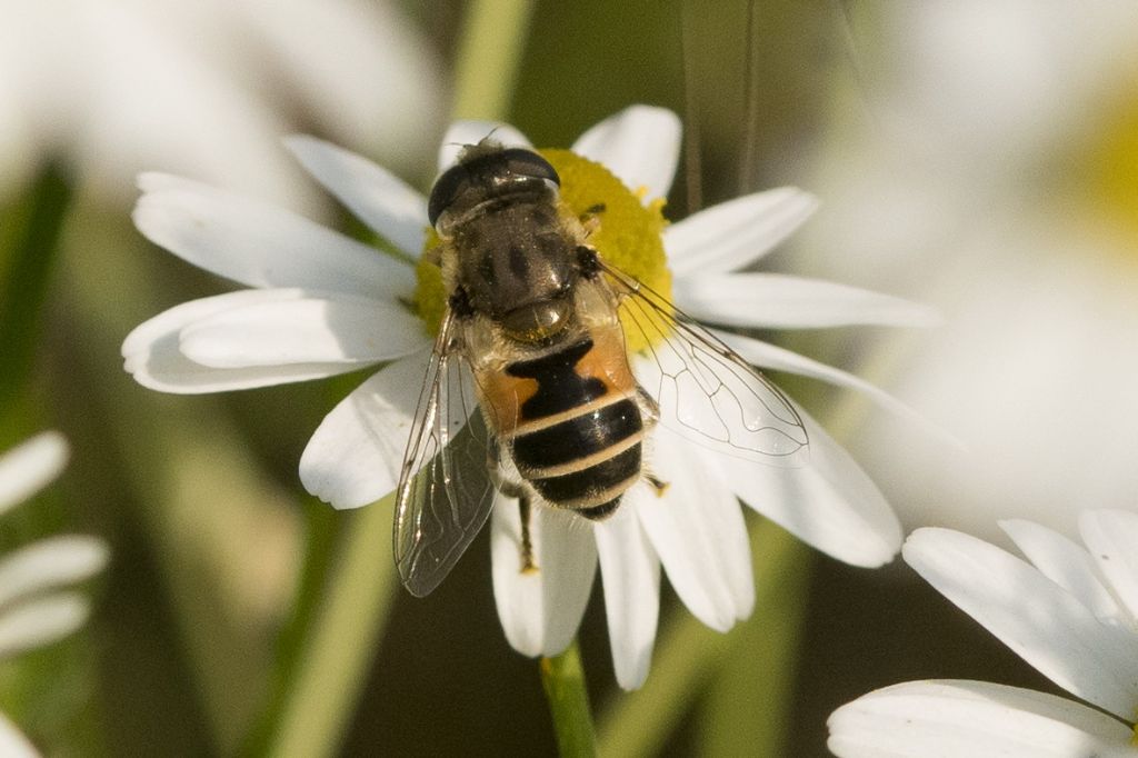 Eristalis pertinax ?