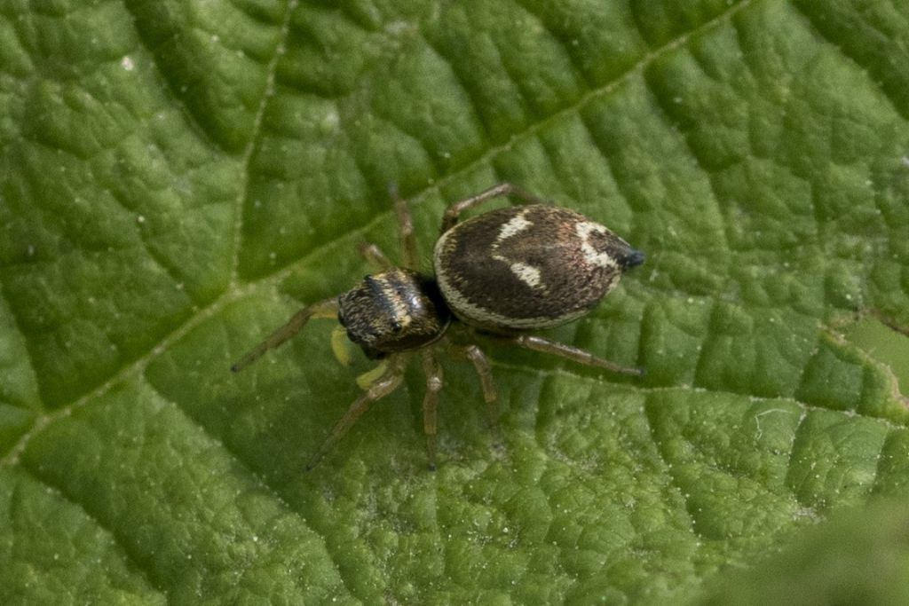 Salticidae da identificare