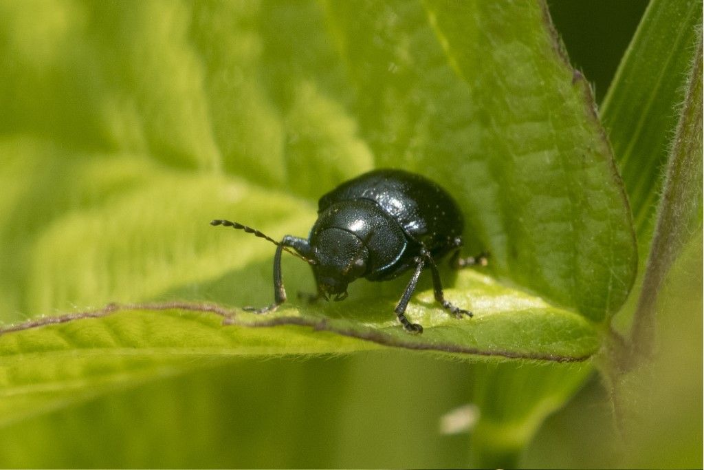 Chrysomelidae: Colasposoma dauricum