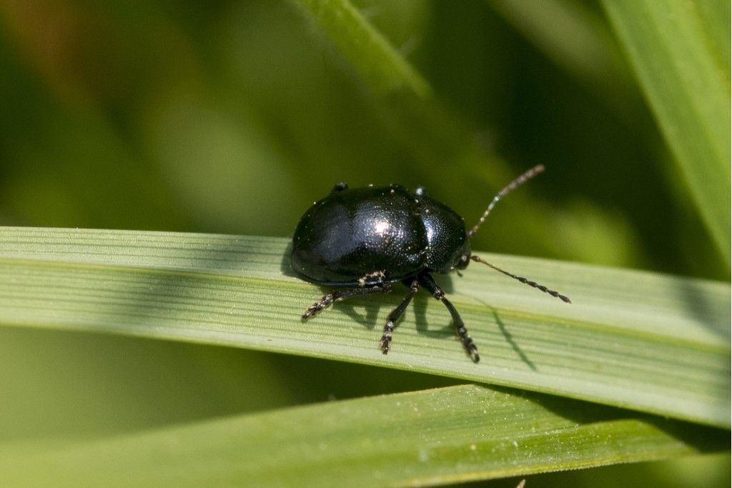 Chrysomelidae: Colasposoma dauricum