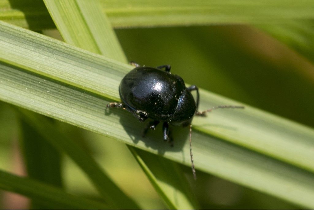 Chrysomelidae: Colasposoma dauricum