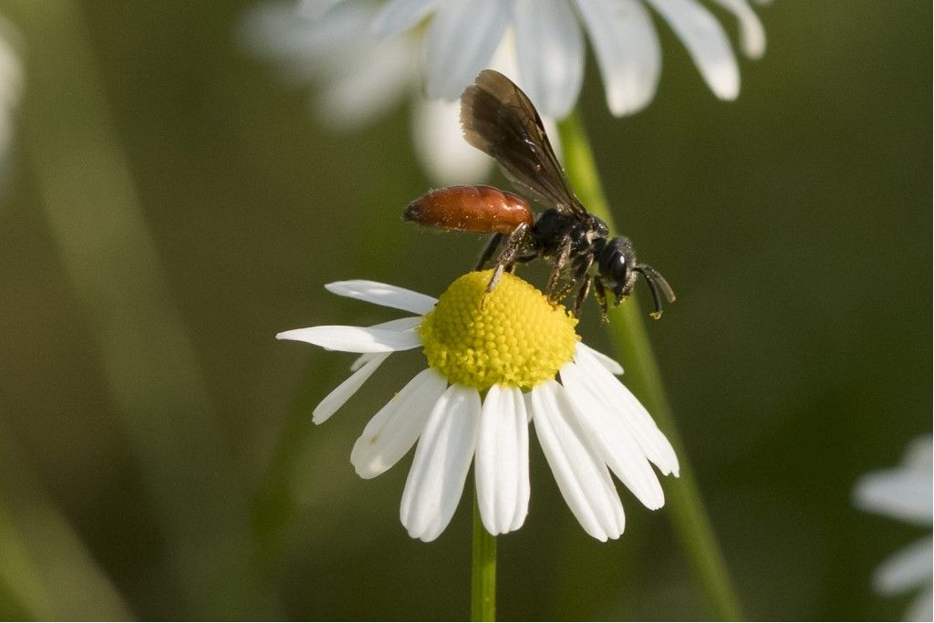 Sphecodes albilabris ?