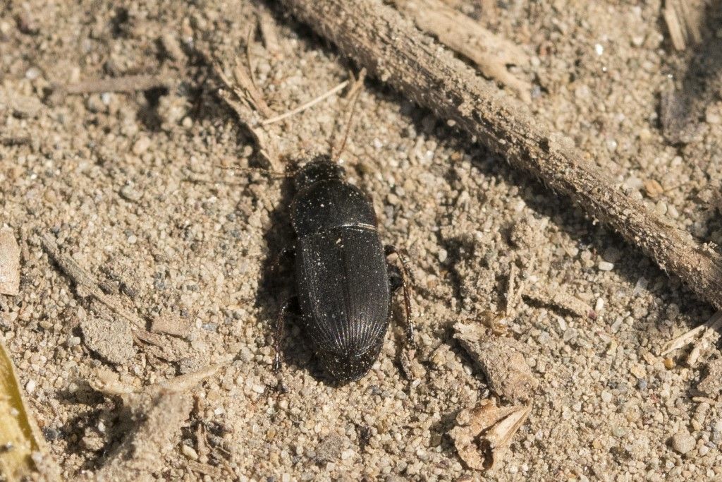 Carabidae: Harpalus subcylindricus aut anxius