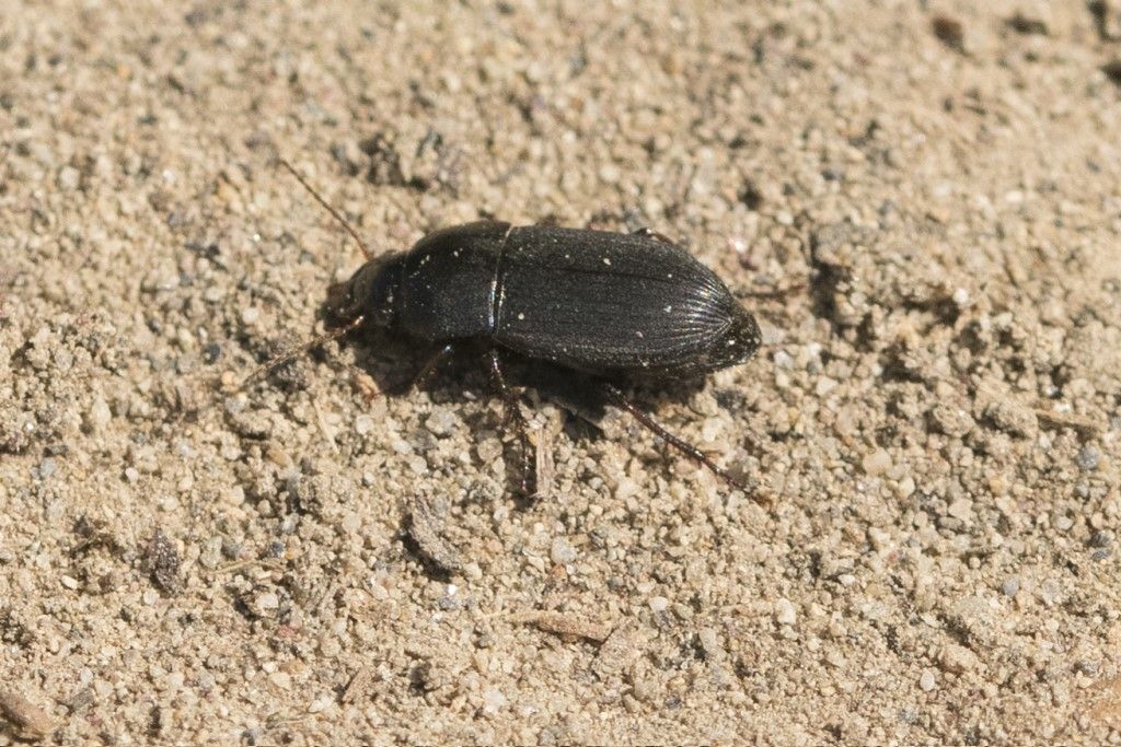 Carabidae: Harpalus subcylindricus aut anxius