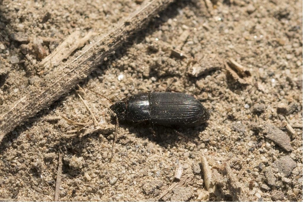 Carabidae: Harpalus subcylindricus aut anxius