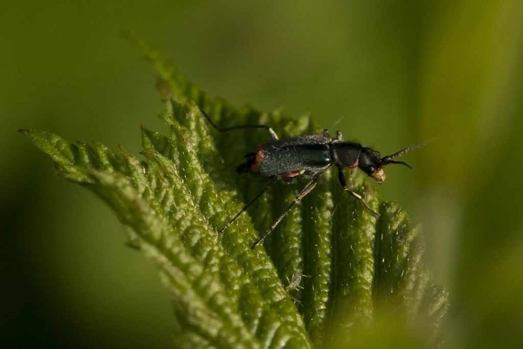 Malachius bipustulatus o Clanoptilus geniculatus ?