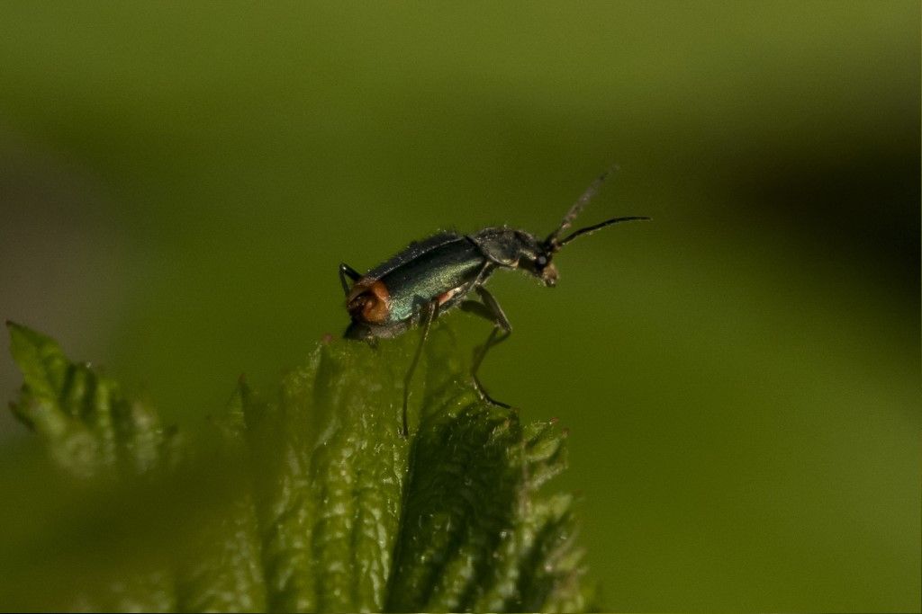 Malachius bipustulatus o Clanoptilus geniculatus ?