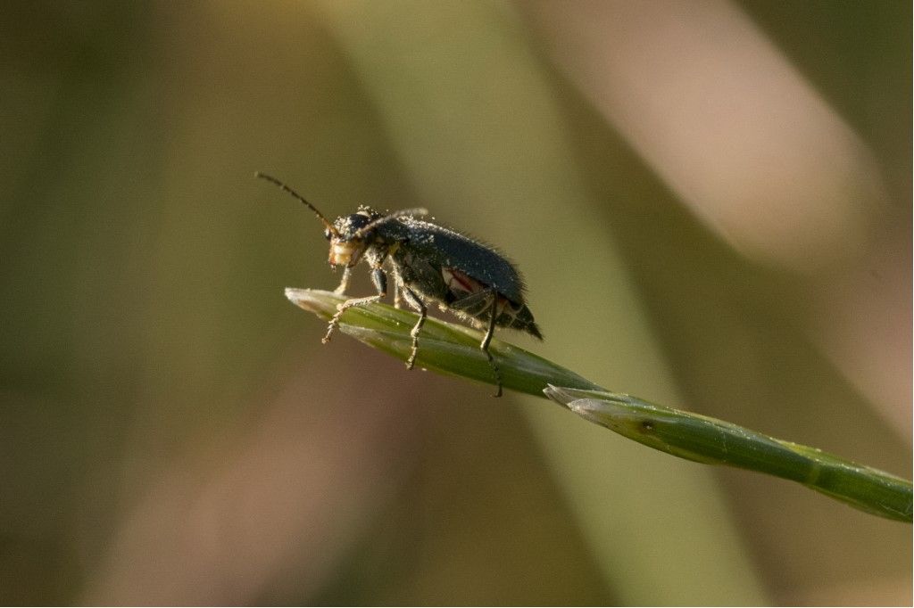 Malachius bipustulatus o Clanoptilus geniculatus ?