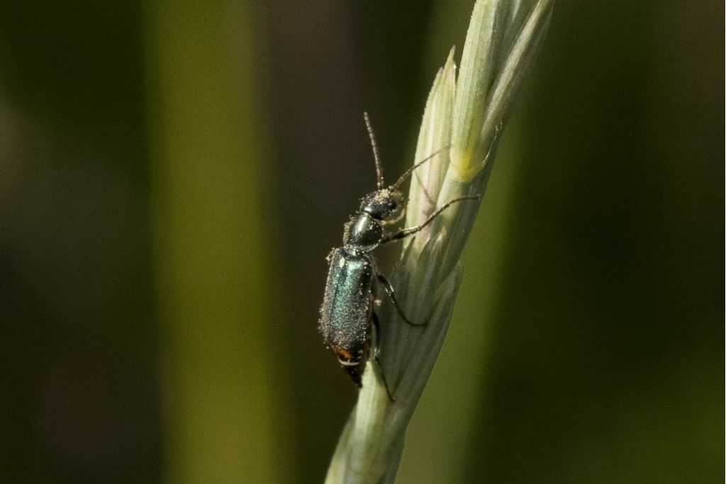 Malachius bipustulatus o Clanoptilus geniculatus ?