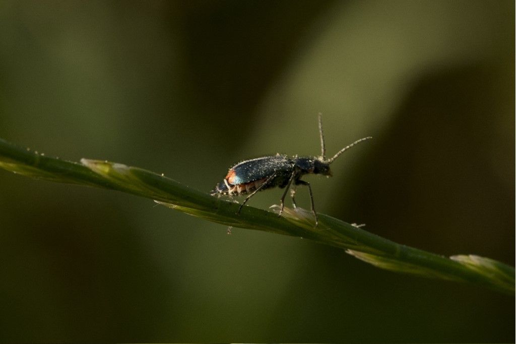 Malachius bipustulatus o Clanoptilus geniculatus ?