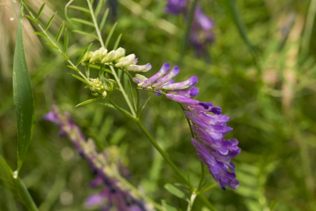 Fabaceae da identificare