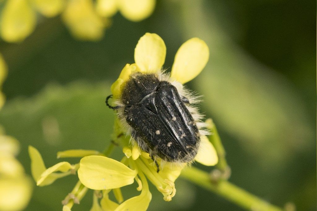 SCARABEIDAE da identificare (Tropinota squallida o Hirta ?)