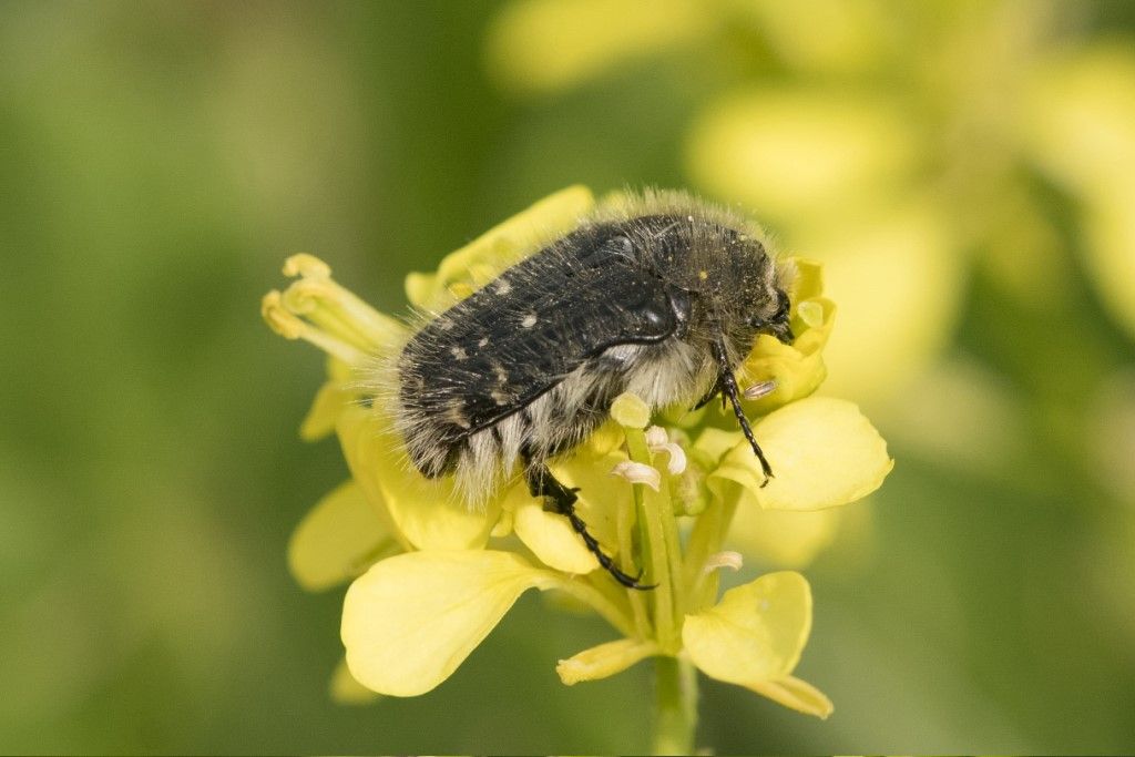 SCARABEIDAE da identificare (Tropinota squallida o Hirta ?)