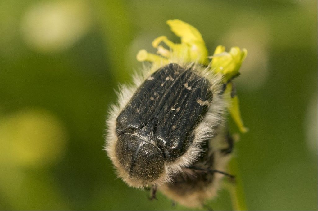 SCARABEIDAE da identificare (Tropinota squallida o Hirta ?)