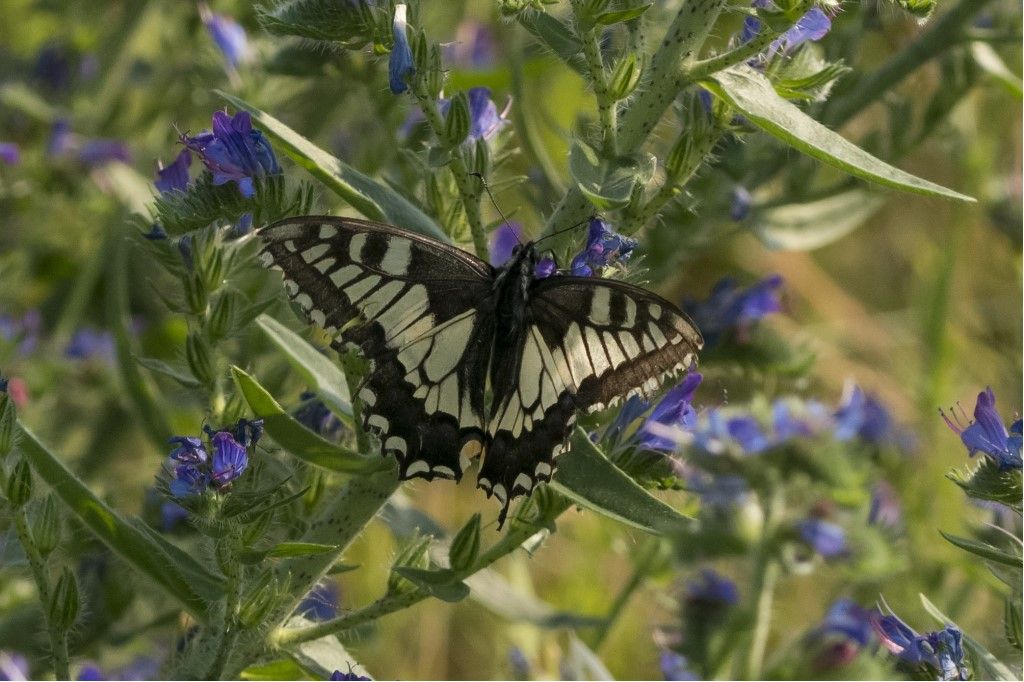 Papilio machaon ?