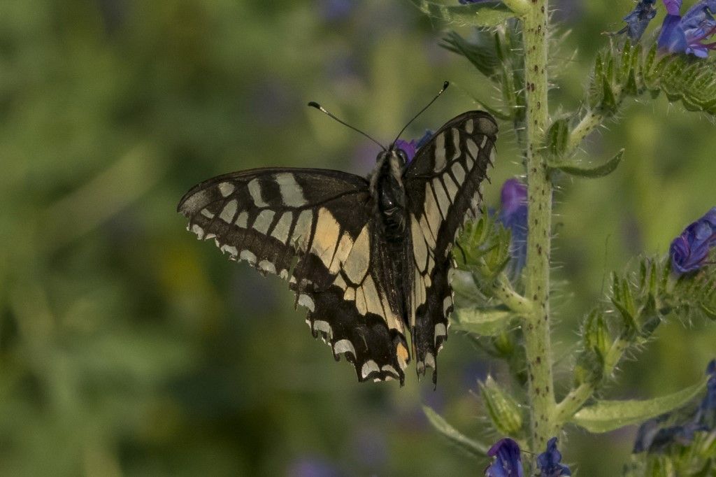 Papilio machaon ?