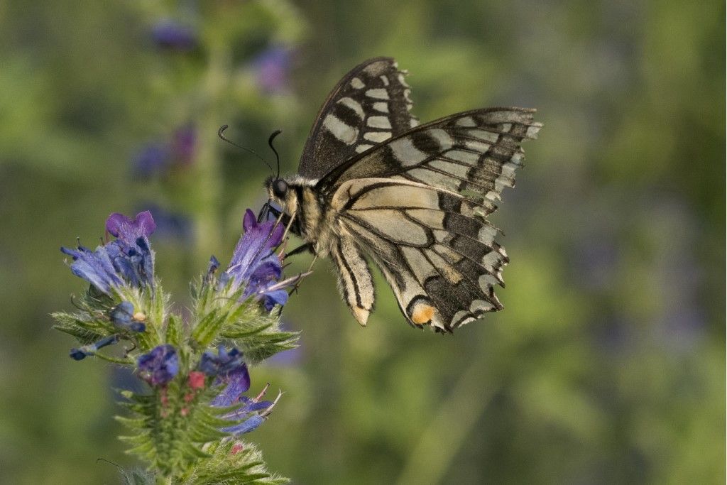 Papilio machaon ?