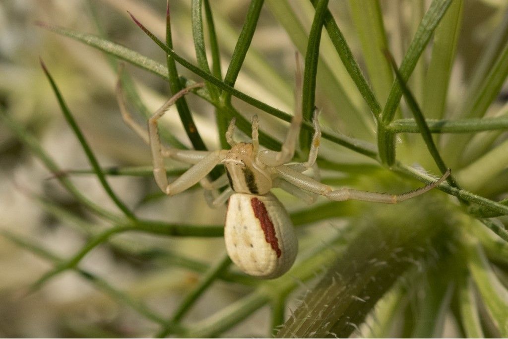 Runcinia grammica ?