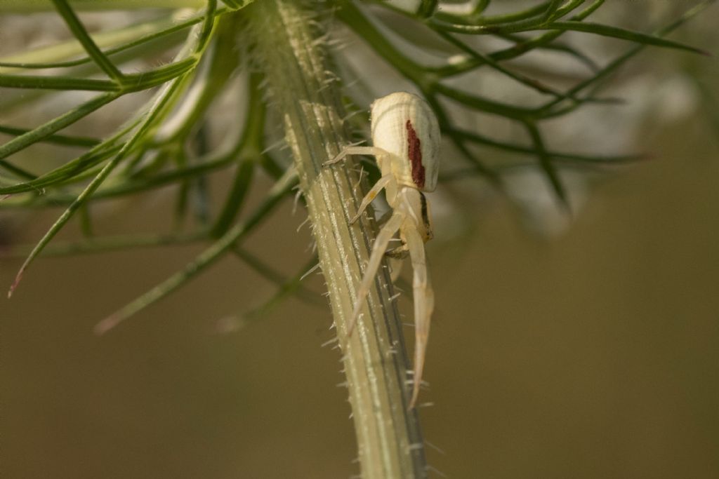 Runcinia grammica ?