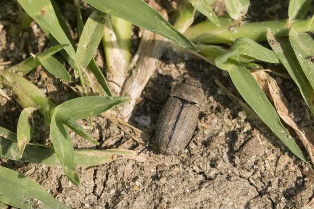 Tenebrionidae: Gonocephalum granulatum nigrum?