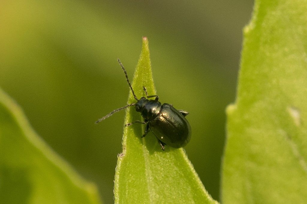 Chrysomelidae: Altica sp.