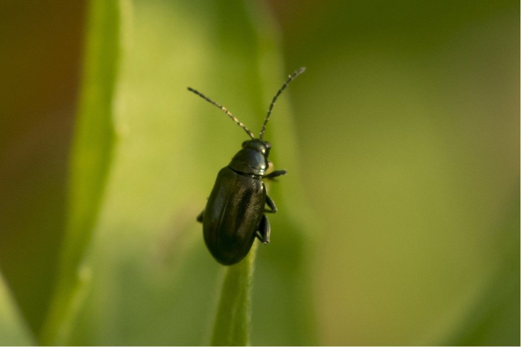 Chrysomelidae: Altica sp.