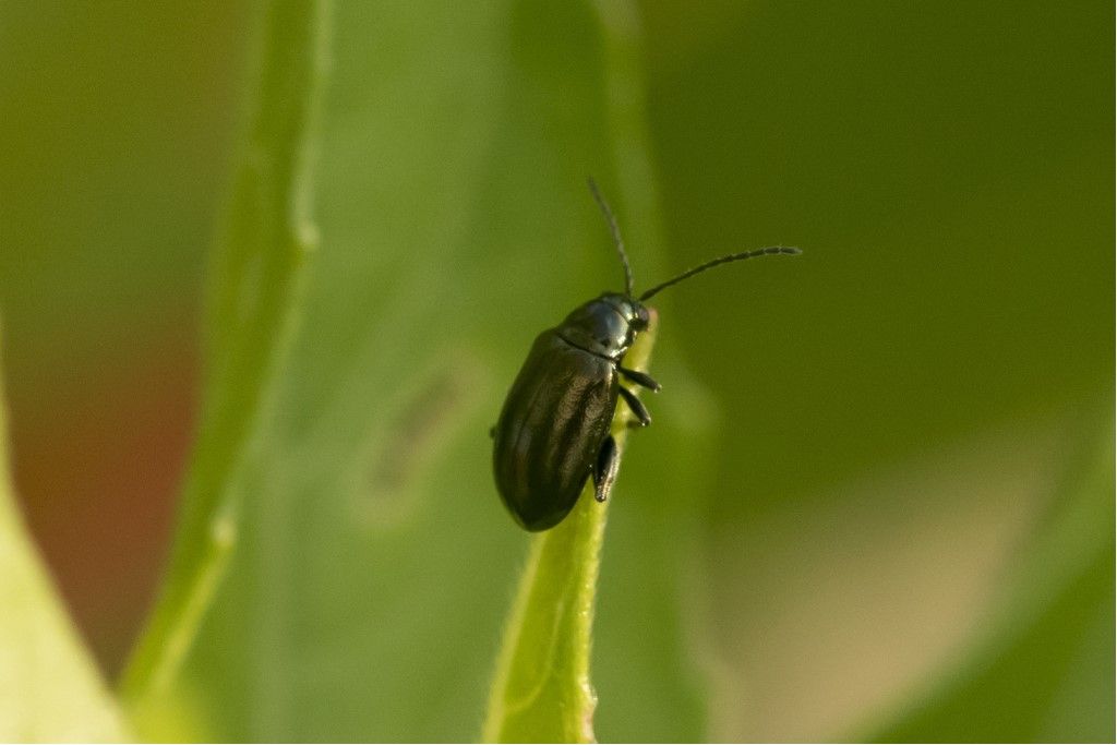 Chrysomelidae: Altica sp.