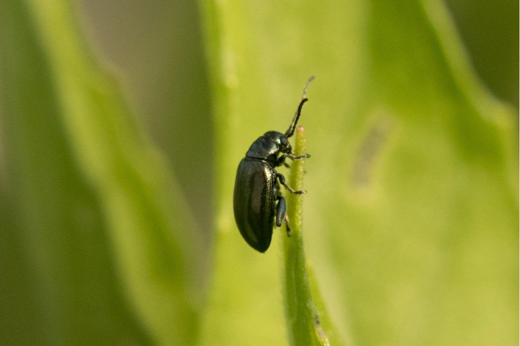 Chrysomelidae: Altica sp.