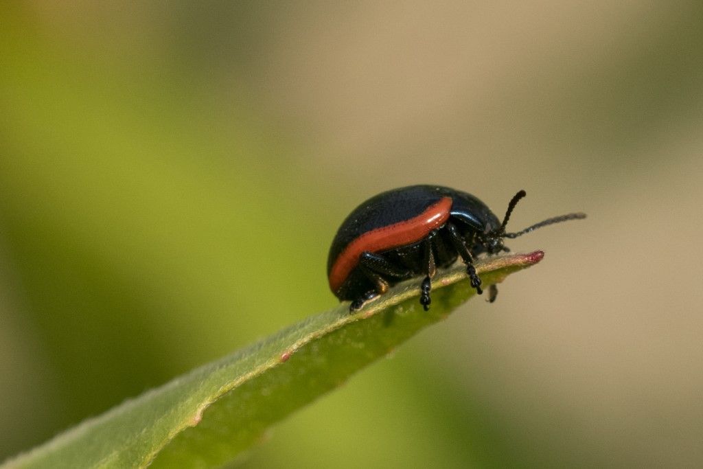 Chrysolina rossia ?