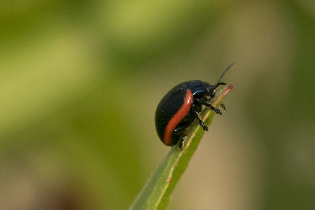 Chrysolina rossia ?