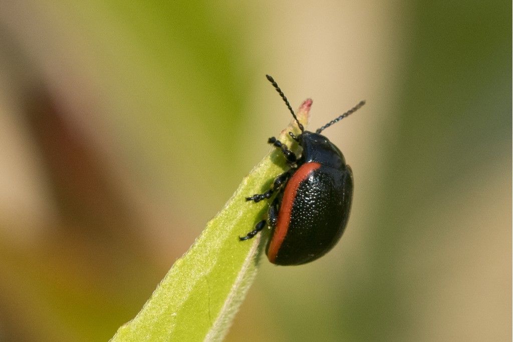 Chrysolina rossia ?