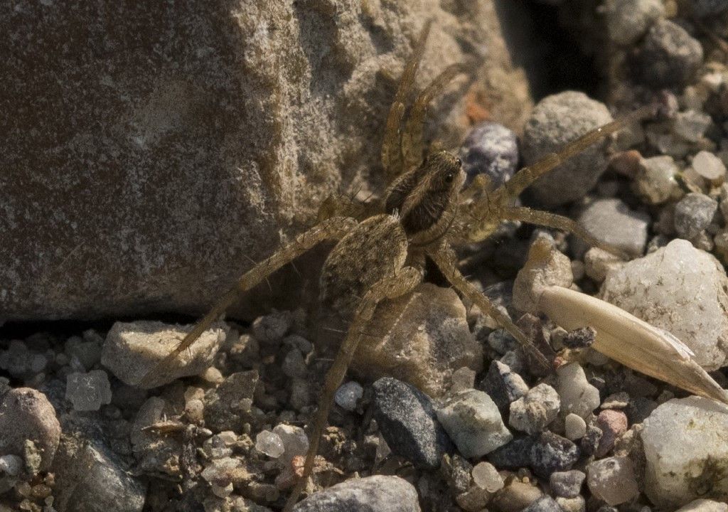 Presunta Pardosa da identificare