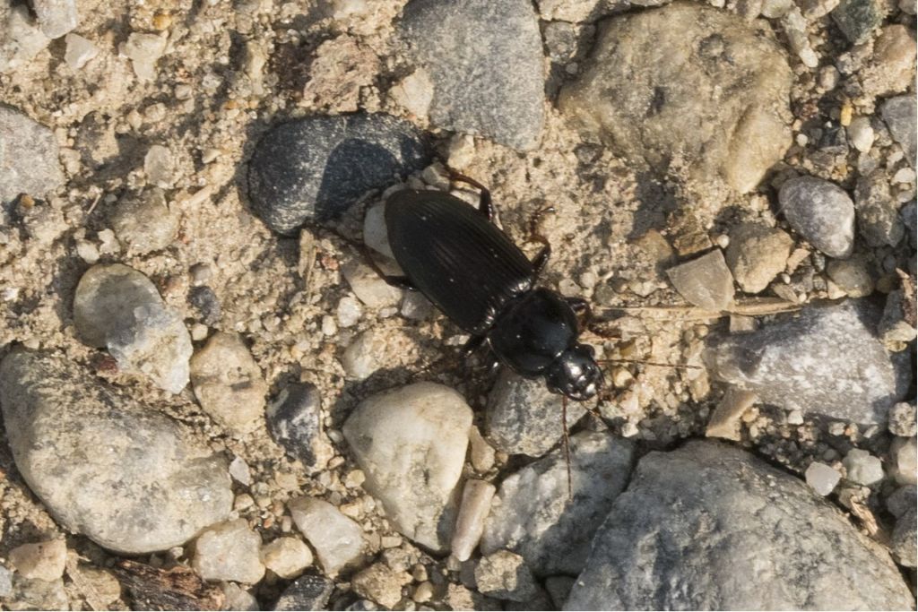 Carabidae da ID: Amara aenea e Harpalus sp.